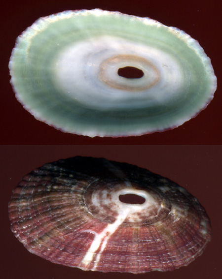 Fissurella nubecula